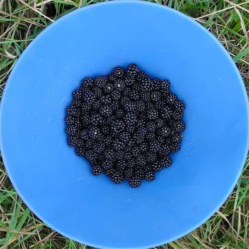 El amor por la tecnología: larga vida a las Blackberries