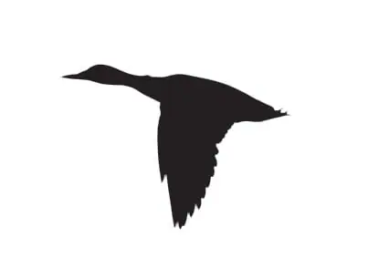 El peligro de los patos negros