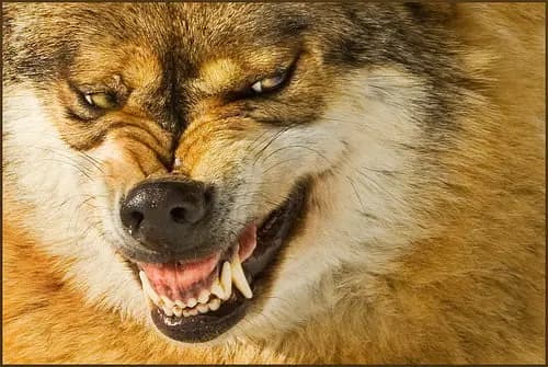 Maldad animal