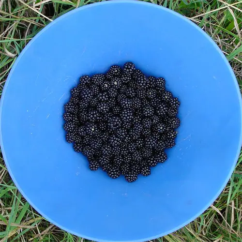 El amor por la tecnología: larga vida a las Blackberries