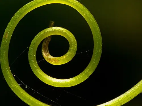 Orden emergente: El origen de la vida y la inteligencia